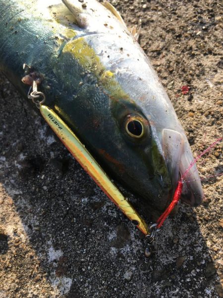 ショアジギングでハマチ